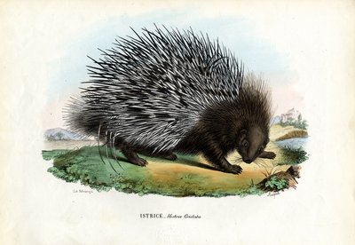 Crested Porcupine, 1863-79 by Raimundo Petraroja